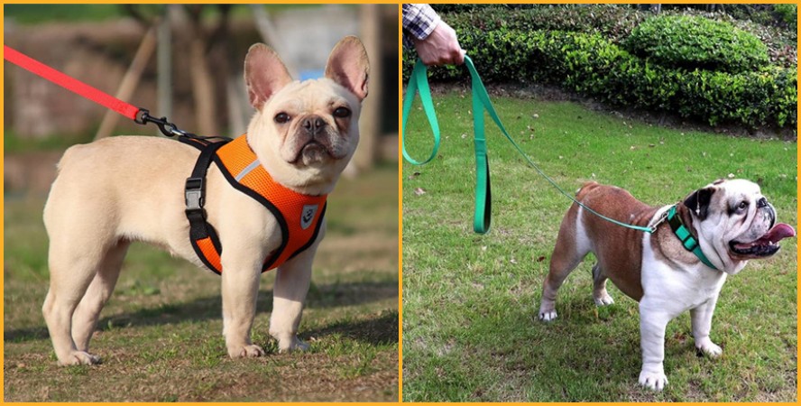 Pet leash