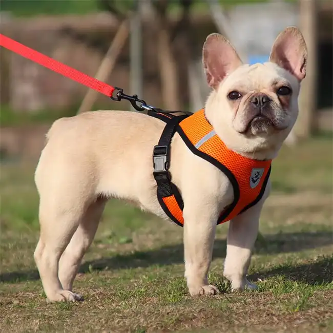 Pet leash