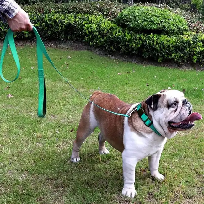 Pet leash